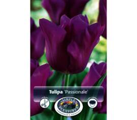 Tulipe Passionale (Triumph) (Zone : 3) (Paquet de 8) (taille : 12 cm et +)