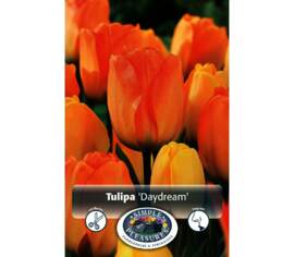 Tulipe Daydream (Darwin Hybride) (Parfumée) (Zone : 3) (Paquet de 8 bulbes)