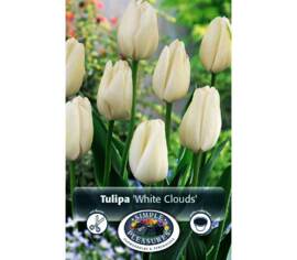 Tulipe White Clouds (Hakuun) (Darwin Hybride) (Zone : 3) (Paquet de 8) (taille : 12 cm et +)