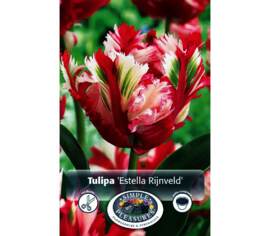 Tulipe Estella Rijnveld (Perroquet) (Zone : 4) (Paquet de 6 bulbes)