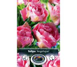 Tulipe Angelique (Pivoine Double tardive) (Parfumée) (Zone : 3) (Paquet de 8 bulbes)