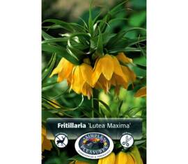 Fritillaria Lutea Maxima (1 unité) (taille : 20/22 cm)