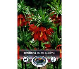 Fritillaria Rubra Maxima (Parfumé) (Zone : 5) (1 bulbe)