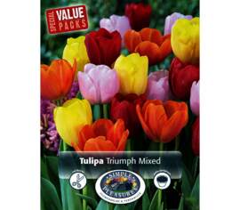 Tulipe Triumph Blend (Special Value Pack) (Paquet de 18) (taille : 11/12 cm)
