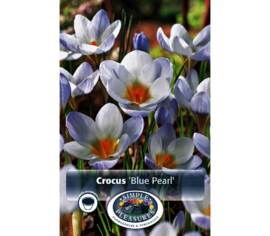 Crocus Blue Pearl (Chrysanthus) (Specie - Snow) (Zone : 4) (Paquet de 20 bulbes)