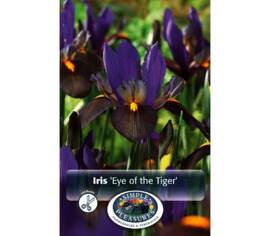 Iris Eye of the Tiger (10 par sac) (taille : 7/8 cm)