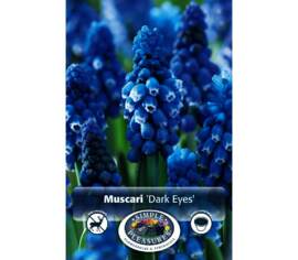 Muscari Dark Eyes (Paquet de 10 bulbes)
