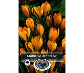 Crocus Golden Yellow (Géant) (Zone : 4) (Paquet de 15) (taille : 8/9 cm)