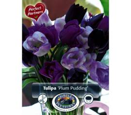 Tulipe Plum Pudding (Mélange Perfect Partners) (Zone : 3) (Paquet de 18) (taille : 12 cm et +)