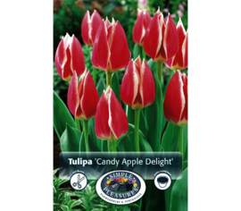 Tulipe Candy Apple Delight (Darwin Hybride) (Zone : 3) (Paquet de 8) (taille : 12 cm et +)