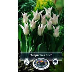 Tulipe Très Chic (Fleur de lys) (Zone : 3) (Paquet de 8) (taille : 12 cm et +)