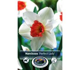 Narcisse Perfect Lady (Large Cupped) (Zone : 3) (Paquet de 5) (taille : 14/16 cm)