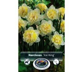 Narcisse Ice King (Double Daffodil) (5 par sac) (Parfumé) (taille : 14/16 cm)
