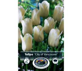 Tulipe City of Vancouver (Simple tardive) (Zone : 3) (Paquet de 8 bulbes)