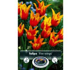 Tulipe Fire Wings (Tulipe Fleur de lys) (6 par sac) (taille : 12/+ cm)