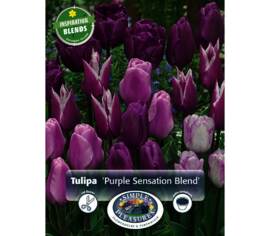 Tulipe Purple Sensation Blend (Période de floraison étendue - Inspiration Blend) (Zone : 3) (Paquet de 18) (taille : 12 cm et +)