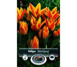 Tulipe Winnipeg (Greigii) (Zone : 3) (Paquet de 8) (taille : 12 cm et +)