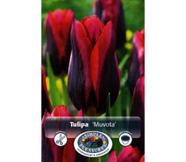 Tulipe Muvota (Triumph) (Zone : 3) (Paquet de 8 bulbes)
