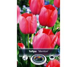 Tulipe Menton (Simple tardive) (Paquet de 8) (taille : 12 cm et +)