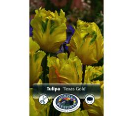 Tulipe Texas Gold (Perroquet) (Zone : 4) (Paquet de 6 bulbes)