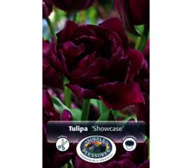 Tulipe Showcase (Double hâtive) (Zone : 3) (Paquet de 8 bulbes)