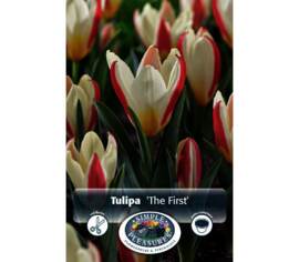 Tulipe The First (Kaufmanniana) (Zone : 3) (Paquet de 8 bulbes)