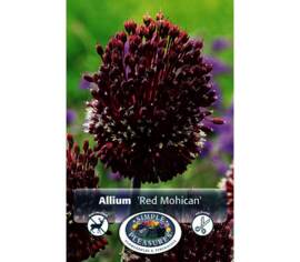 Allium Red Mohican (Parfumé) (Zone : 4) (Paquet de 2) (taille : 10 cm et +)