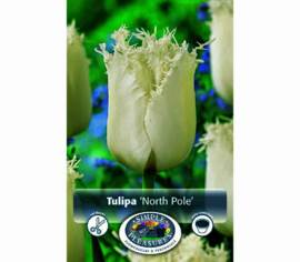 Tulipe North Pole (Frangée) (Zone : 3) (Paquet de 8 bulbes)