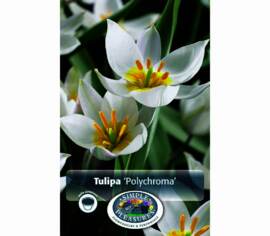 Tulipe Polychroma (Botanique) (Zone : 3) (Paquet de 10 bulbes)