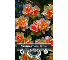 Narcisse Sweet Ocean (Double) (Zone : 3) (Paquet de 5 bulbes)