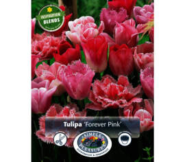 Tulipe Forever Pink Blend (Période de floraison étendue - Inspiration Blend) (Paquet de 18 bulbes)