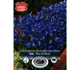 Iris Sea of Blue (Mélange Border Garden) (Paquet de 40 bulbes)