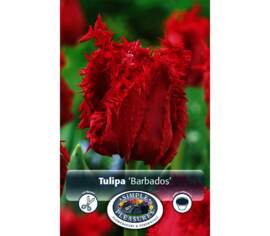 Tulipe Barbados (Frangée) (Paquet de 6 bulbes)