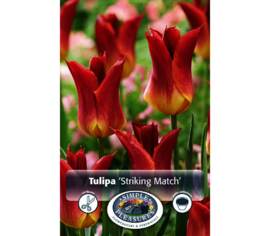 Tulipe Striking Match (Fleur de lys) (Zone : 3) (Paquet de 6 bulbes)
