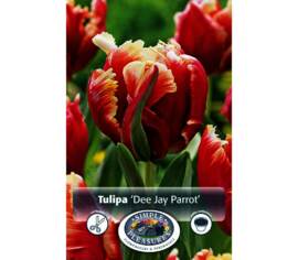 Tulipe Dee Jay Parrot (Perroquet) (Paquet de 6) (taille : 12 cm et +)