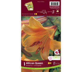 Lys African Queen (Trompette) (1 bulbe)