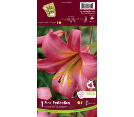 Lys Pink Perfection (Trompette) (1 bulbe)