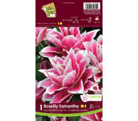 Lys Roselily Samantha (Oriental) (Double) (1 bulbe)