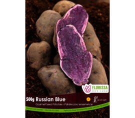 Pomme de terre Russian Blue (Peau et chair bleu) (Paquet de 500 g)