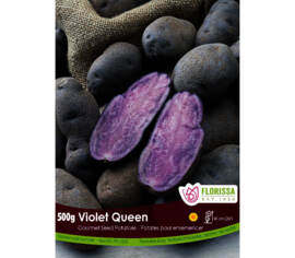 Pomme de terre Violet Queen (Peau et chair violet) (Paquet de 500 g)