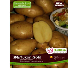 Pomme de terre Yukon Gold (Grelots hâtifs) (Peau et chair jaune) (Biologique) (Paquet de 500 g)