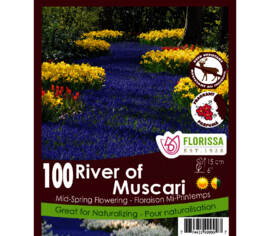 Muscari River of Muscari (Parfumé) (Zone : 4) (Paquet de 100)