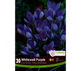 Crocus Whitewell Purple (Snow - Botanique) (Zone : 4) (Paquet de 20 bulbes)
