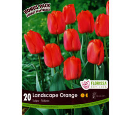 Tulipe Landscape Orange (Mammoth Pack) (Zone : 3) (Paquet de 20)