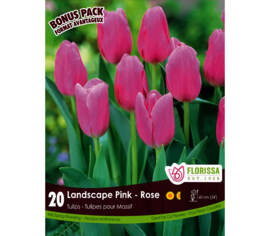 Tulipe Landscape Rose (Mammoth Pack) (Zone : 3) (Paquet de 20 bulbes)
