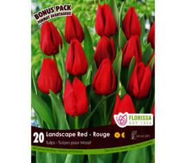 Tulipe Landscape Rouge (Mammoth Pack) (Zone : 3) (Paquet de 20 bulbes)