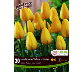 Tulipe Landscape Jaune (Mammoth Pack) (Zone : 3) (Paquet de 20 bulbes)