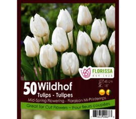 Tulipe Wildhof (Zone : 3) (Paquet de 50 bulbes)
