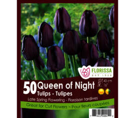 Tulipe Queen of Night (Tardive) (Zone : 3) (Paquet de 50 bulbes)