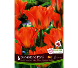 Tulipe Disneyland Paris (Double Orange Emperor) (Fosteriana) (Parfumée) (Zone : 3) (Paquet de 6 bulbes)